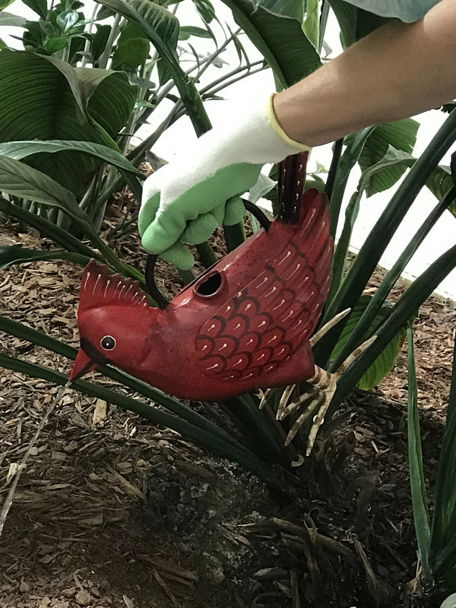 Cardinal Watering Can for Indoor or Outdoor Use - Great for Red Bird Decor | Farmhouse World