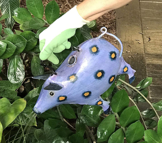 Patches the Blue Pig Watering Can for Indoor or Outdoor Use | Farmhouse World