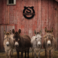 Four donkeys standing in front of a red wooden barn with a 'Sunset Ridge' sign.